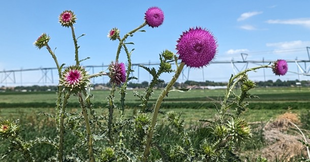 Prevent noxious weeds from going to seed if already in the flower stage. Photo by Chabella Guzman